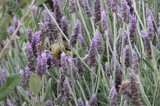 Common Yellowthroat Feeding Among Lavender Blooms