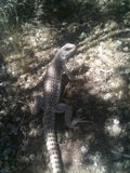 Anole Lizard in Landers