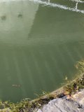 Tranquil Pond Haven
