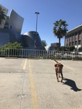The Lone Pup in a Sea of Cars