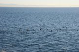 Flock of Birds over the Majestic Sea