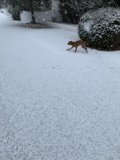Winter Pup