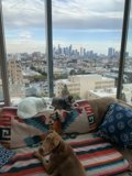 City Snuggle Buddies