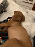 Comfy Canine on Bedding