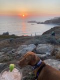 Canine on the Coast