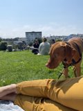 A Furry Companion in Alamo Square