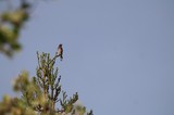 Western Bluebird Perched on Juniper Branch at Dawn