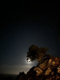 Solitary Night Tree