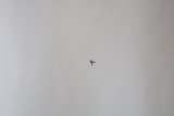 A Bird in the Sky