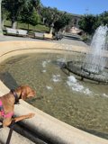 Puppy's Oasis