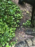 Serene Greenery