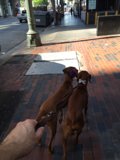 Brown Vizslas Taking a Stroll