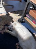 Upside Down Feline