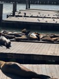 Sunbathing Sea Lions at San Francisco Bay