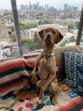 Cozy Pooch on Linen-Covered Couch