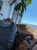 Canine Comfort