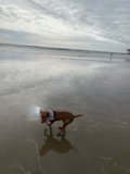 Canine Fun in the California Sun