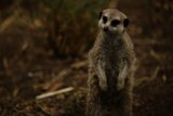 Meerkat Sentinel: Summer at Oakland Zoo, 2023