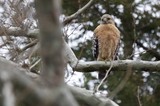 Red-shouldered Hawk Perched on Winter Branch