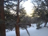 Broken Branches