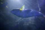 Illuminated Aquatic Life at Aquarium of the Bay, 2024