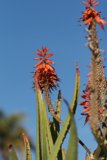 Orange Blooms Against a Blue Sky
