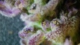 Extreme Macro: Purple Flower Pistils in Stunning Detail