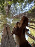 A Canine's Forest Adventure