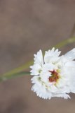 White Daisy Blossom