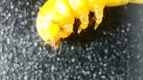 Extreme Macro: Yellow Spider Clinging to Surface