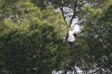 Feathered Serenity in El Sereno: December 2023