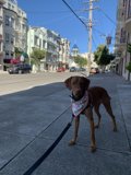 City Stroll with My Best Friend