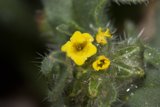 Tiny Yellow Bloom