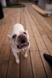 A Bulldog's Domain