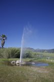 Eruption of Tranquility: Old Faithful Geyser of Calistoga