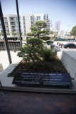 A Serene Bonsai in the Heart of the City