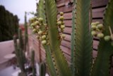 Prickly Beauty in LA, 2023