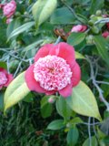 Pink Beauty