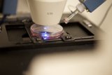 Blue Light Microscope