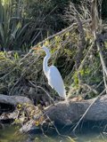 Majestic Heron on a Fallen Branch