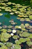 Serenity in Bloom