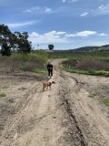 A Man and His Canine Companion