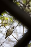 Nature's Perch