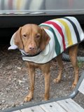 Colorful Canine on a Wooden Bench