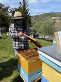 Beekeeper in Plaid Shirt Inspecting Hive