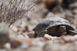 Walking Turtle