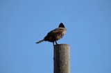 Turkey Vulture Perched on Weathered Post at Dusk
