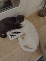 Two Cats Sharing Warmth at Floor Vent