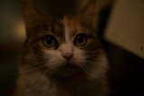Nighttime Feline Gaze