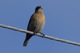 Perched Serenade